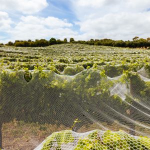 Shade Cloth For Agriculture